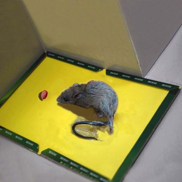 Reusable Expert Catch Mouse & Rat Glue Catch Trap